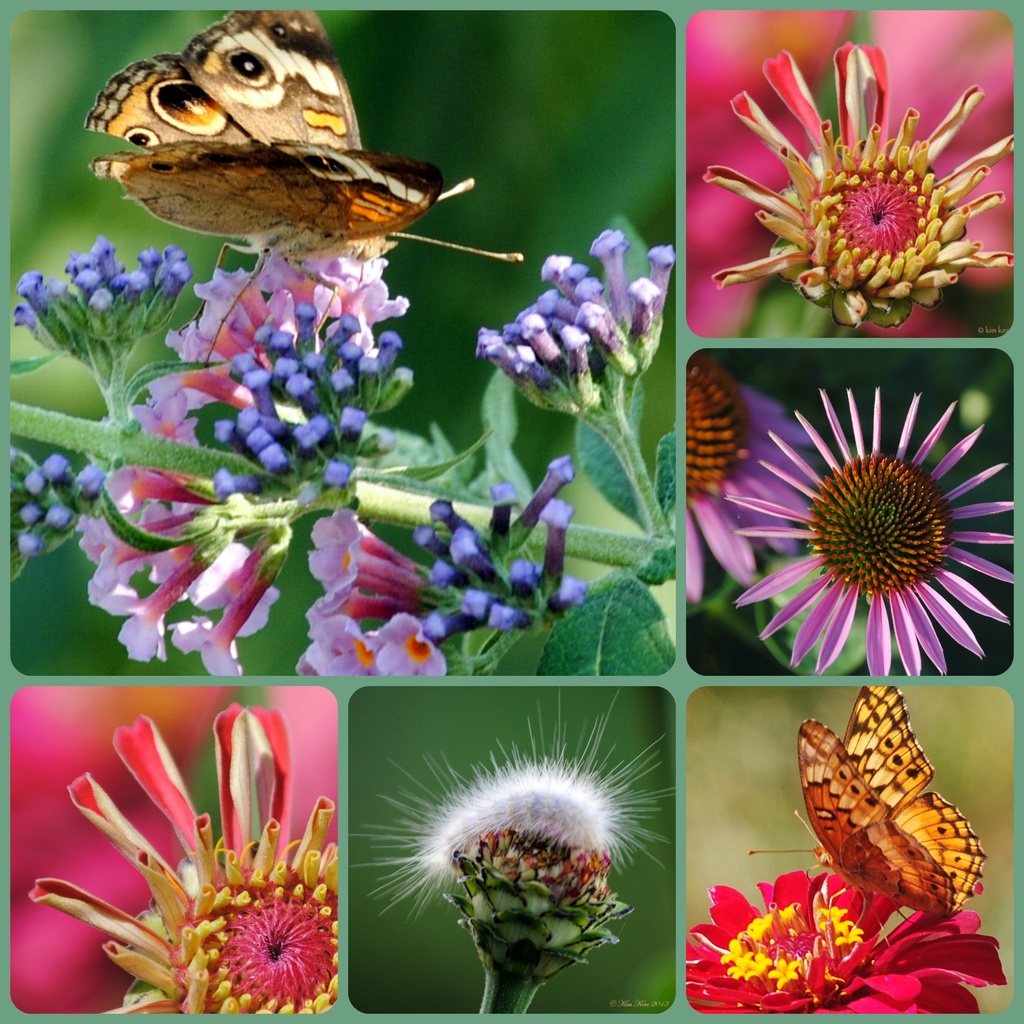 Nature Collage by genealogygenie