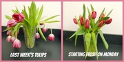 11th Feb 2014 - Life Span of a Tulip