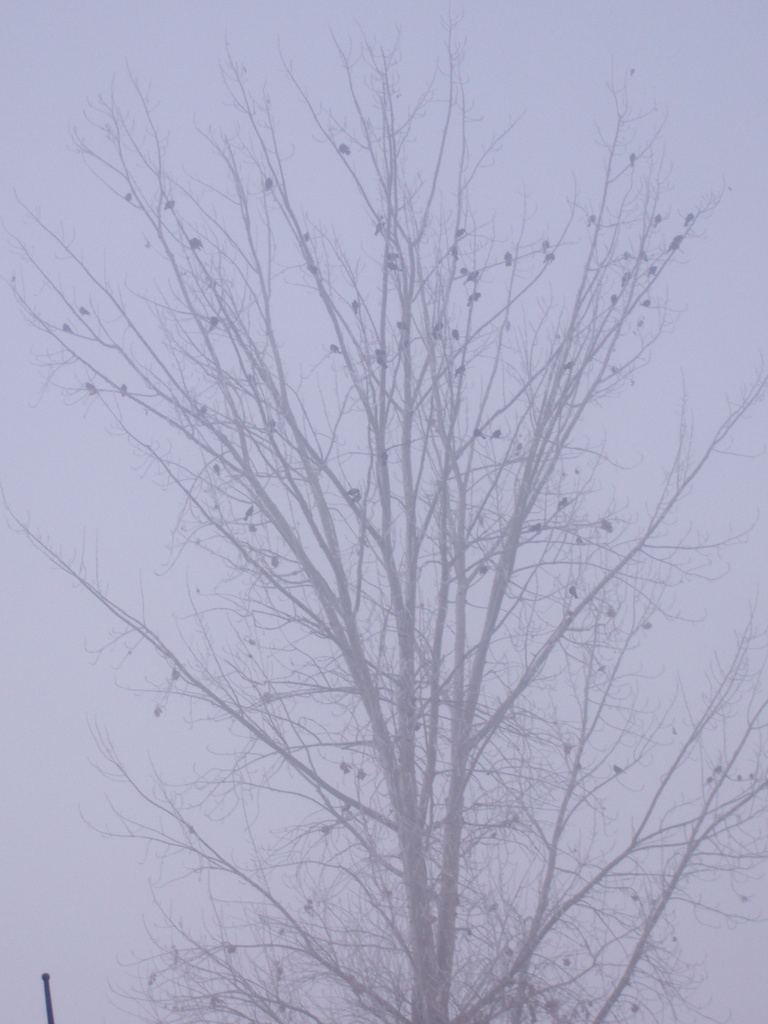 birds in tree by clemm17