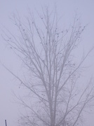 10th Feb 2014 - birds in tree