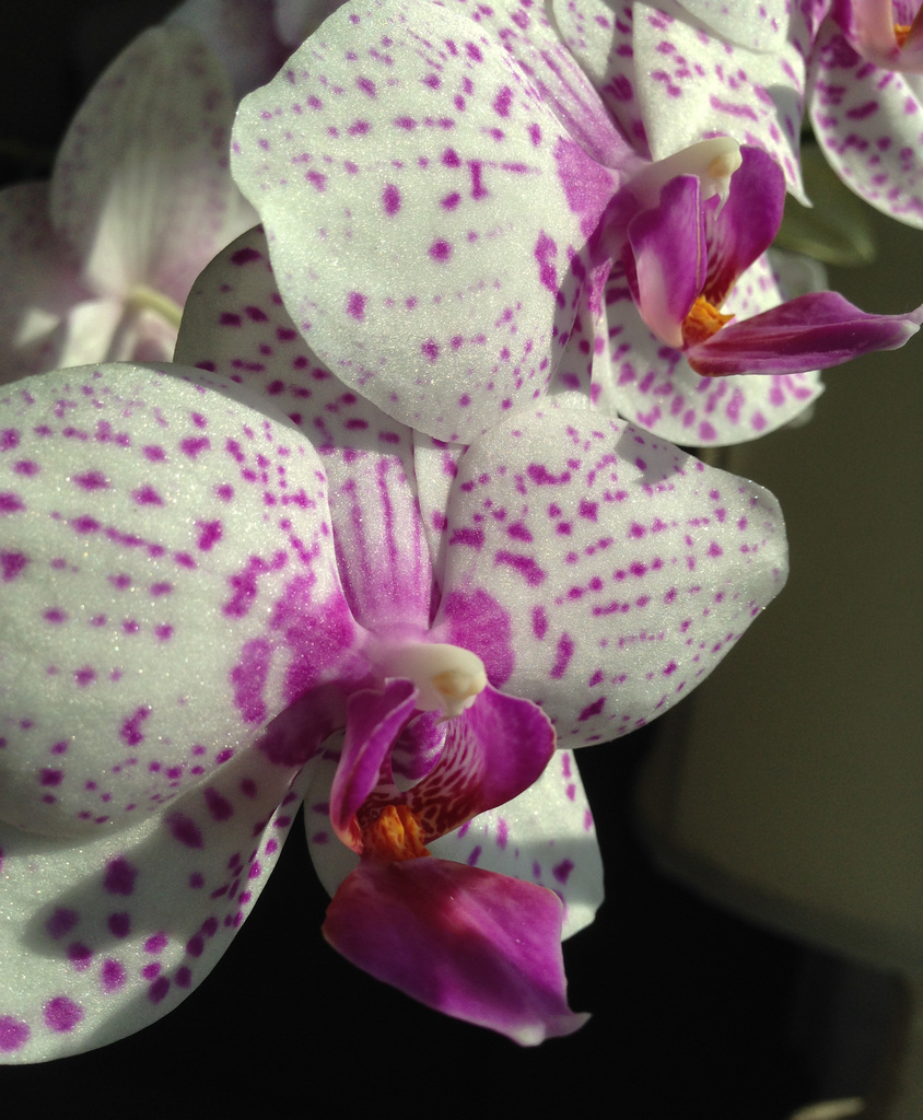 Mom's Orchids by loweygrace