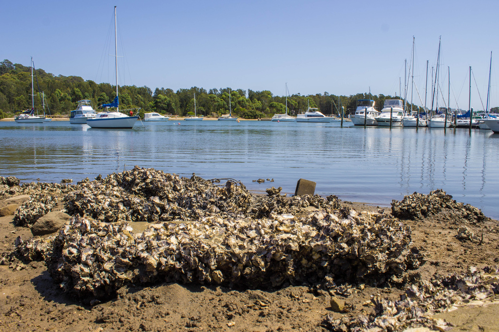 Oyster shells by goosemanning