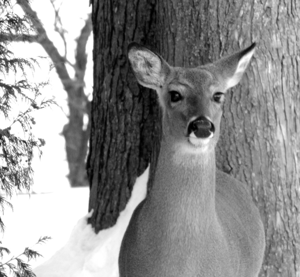 Deer by juletee
