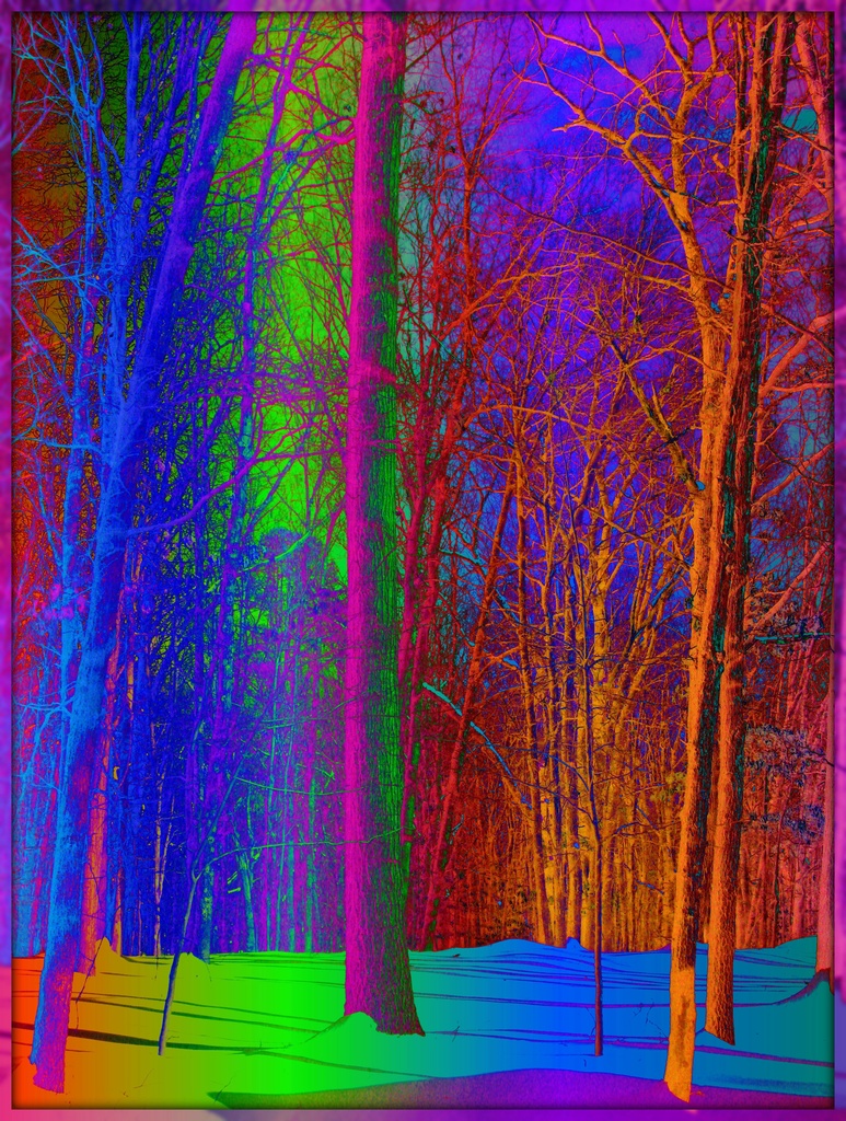 Rainbow Trees for Lisa by olivetreeann