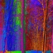 Rainbow Trees for Lisa by olivetreeann
