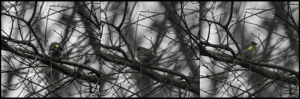 Yellow-rumped Warbler by darylo