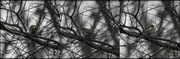 9th Feb 2014 - Yellow-rumped Warbler