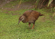 11th Feb 2014 - Weka bird, NZ