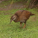 Weka bird, NZ by busylady