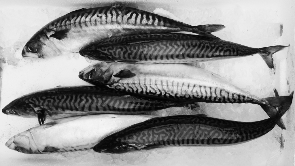 mackerel by shannejw