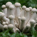 Mushrooms? by leestevo