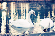 15th Jan 2014 - swans