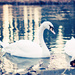 swans by walia