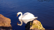 11th Feb 2014 - Swan On The Edge 