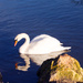 Swan On The Edge  by tonygig
