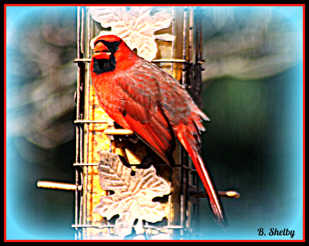Cardinal by vernabeth