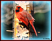6th Feb 2014 - Cardinal
