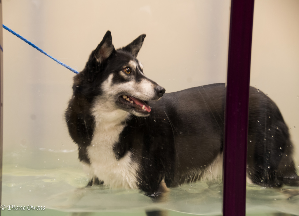 Enjoying the water treadmill by eudora