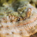 Mushroom  Sponge by rayas