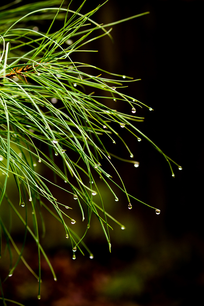 Weeping Pine by rayas
