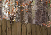 8th Feb 2014 - Backyard Visitor