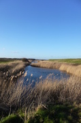 11th Feb 2015 - Falkenham Marshes