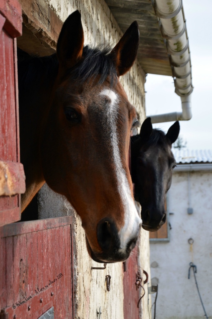 2 horses  by parisouailleurs