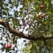 Apple Tree by julie