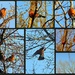 Are robins a sign of spring? by homeschoolmom