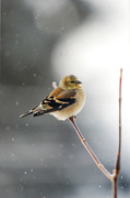 11th Feb 2014 - Little yellow finch!