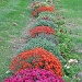 Mums by maggie2