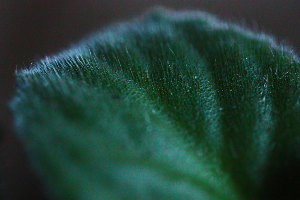 Fuzzy Leaf by mzzhope