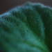 Fuzzy Leaf by mzzhope