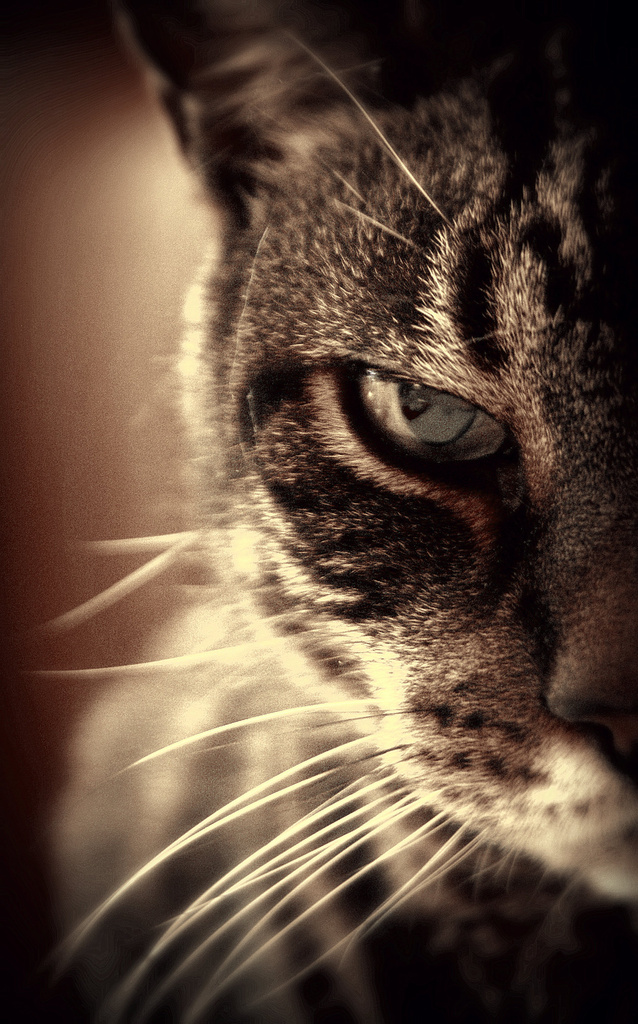 Day 42:  Smedley the Cat by sheilalorson