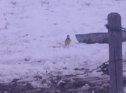 11th Feb 2014 - yellowbelly bird?