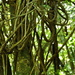 Rainforest lush  by brigette