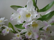 9th Feb 2014 - Orchid in bloom