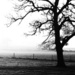 Tree silhouette by seanoneill