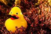 12th Feb 2014 - Duck with a mustache