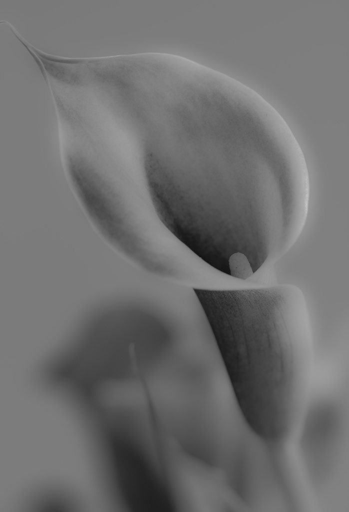 calla lilly by aecasey