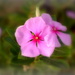 Pink flowers by salza