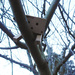 Danbo's Diary - Feb 12th: chillin' in the tree :p by justaspark