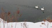 11th Feb 2014 - Two Swans