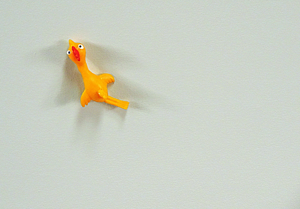 A chicken stuck to my ceiling! by homeschoolmom