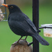 Blackbird in the Rain by pcoulson