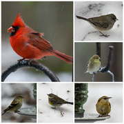 12th Feb 2014 - Birds in Sleet