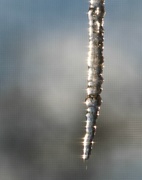 12th Feb 2014 - Glittering icicle on a frigid day