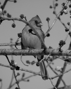 12th Feb 2014 - a bird in a tree