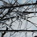 Icy Limbs by milaniet