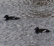 12th Feb 2014 - White-winged Scoters on the Kalamazoo River